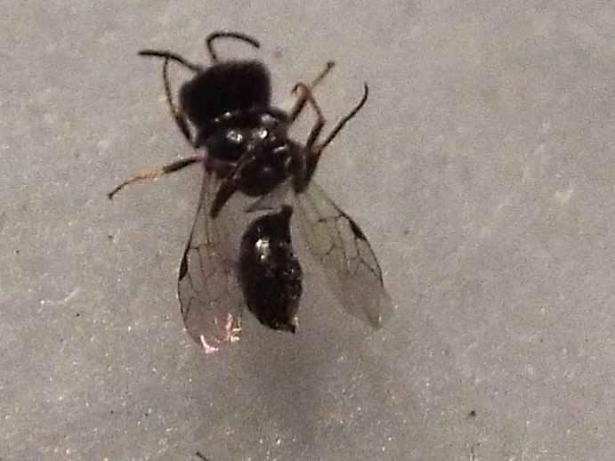 Crabronidae (cfr. Diodontus sp. o Passaloecus sp,)